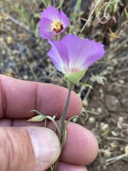 Clarkia gracilis albicaulis