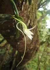 Angraecum compactum image