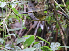 Basileuterus tristriatus