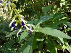 Salvia albocaerulea