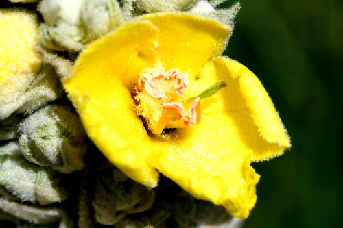 Verbascum macrurum