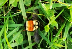 Bombus ternarius