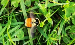 Bombus ternarius