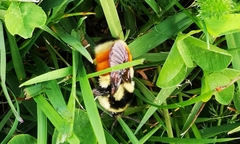 Bombus ternarius