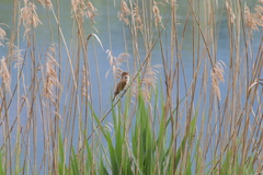 Acrocephalus arundinaceus
