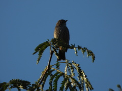 Pyrocephalus rubinus