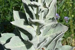 Verbascum macrurum