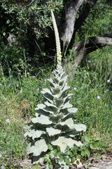Verbascum macrurum