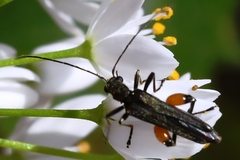 Oedemera rufofemorata
