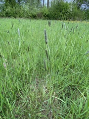 Alopecurus geniculatus