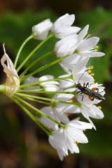 Oedemera rufofemorata