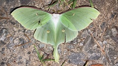 Actias gnoma