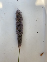 Alopecurus geniculatus