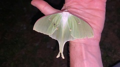 Actias gnoma