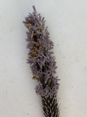 Alopecurus geniculatus