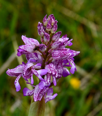 Orchis × hybrida