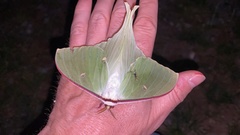 Actias gnoma