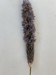 Alopecurus geniculatus