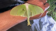 Actias gnoma