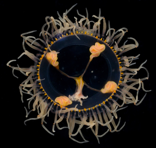 Photo 128896192, (c) smithsonian_marinegeo, some rights reserved (CC BY ...