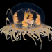 Orange-striped Jellyfish - Photo (c) smithsonian_marinegeo, some rights reserved (CC BY-NC-SA), uploaded by smithsonian_marinegeo