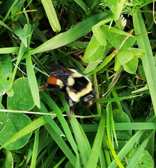 Bombus ternarius