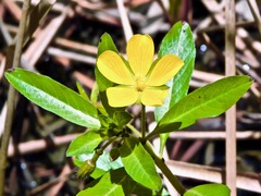 Ludwigia peploides montevidensis