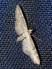 Eupithecia subumbrata