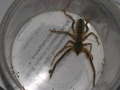 Galeodes araneoides