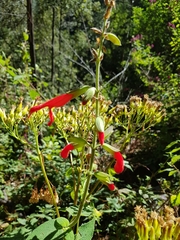 Salvia gesneriiflora