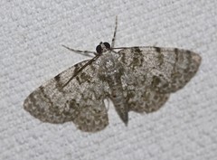 Dyscheralcis crimnodes