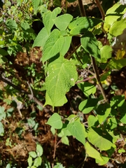 Salvia gesneriiflora