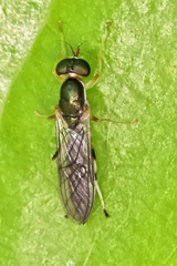 Merosargus caeruleifrons