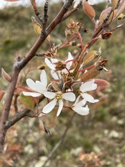 Amelanchier × lamarckii
