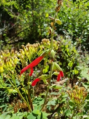 Salvia gesneriiflora