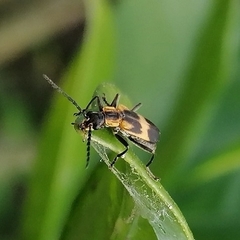 Microdaiphron implicitus