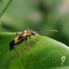 Microdaiphron implicitus