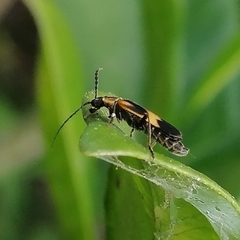 Microdaiphron implicitus