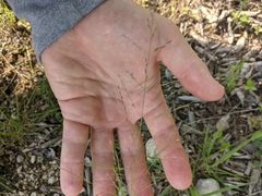 Eragrostis curtipedicellata