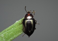 Scaphidema metallicum