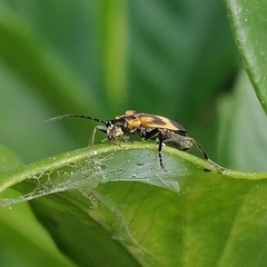 Microdaiphron implicitus