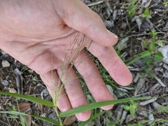 Eragrostis curtipedicellata
