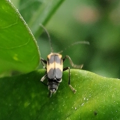 Microdaiphron implicitus