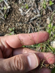 Eragrostis curtipedicellata