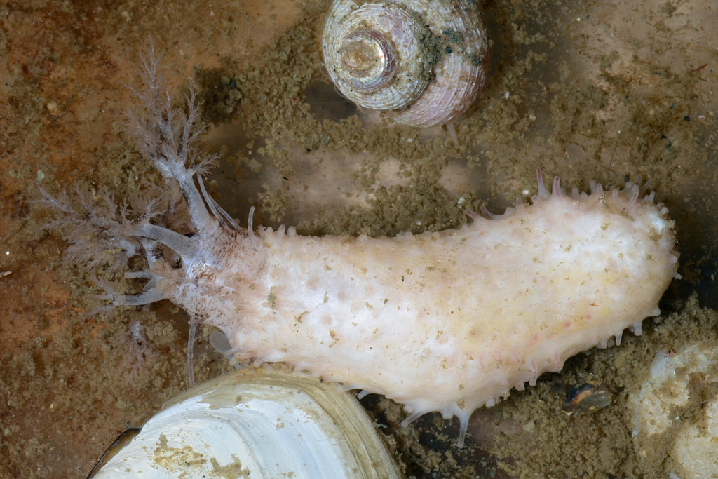Aggregating Sea Cucumber