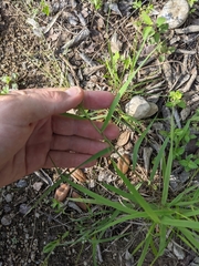 Eragrostis curtipedicellata