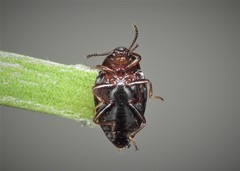 Scaphidema metallicum