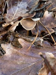 Strobilurus stephanocystis