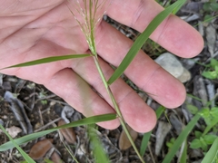 Eragrostis curtipedicellata