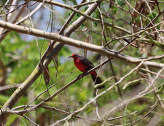 Rhodinocichla rosea